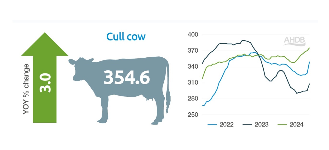 GB Cull cow price 2024